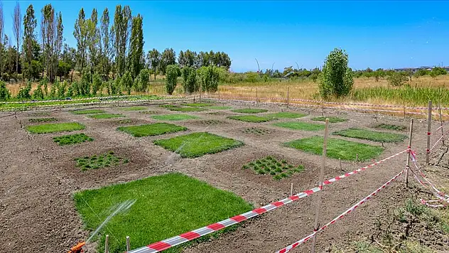'Türkzoy', 'Survivor' ve 'Anazoy' isimli çim çeşitleri Van koşullarına uyum sağladı
