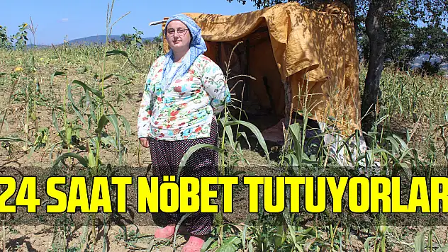 Mısır tarlalarını domuzlardan korumak için 24 saat nöbet tutuyorlar