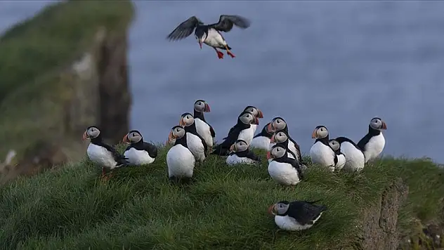 Çatal kuyruklu fırtına kırlangıcının peşinde 'dünyadaki en izole eve' konuk oldu