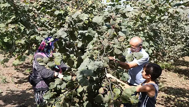 Fındık üreticileri maliyetleri düşürmek için mahsulünü torunlarıyla topluyor