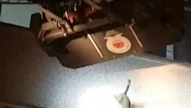 Kurtarılmak istenirken 4.kattan atlayan kedi yürekleri ağzına getirdi