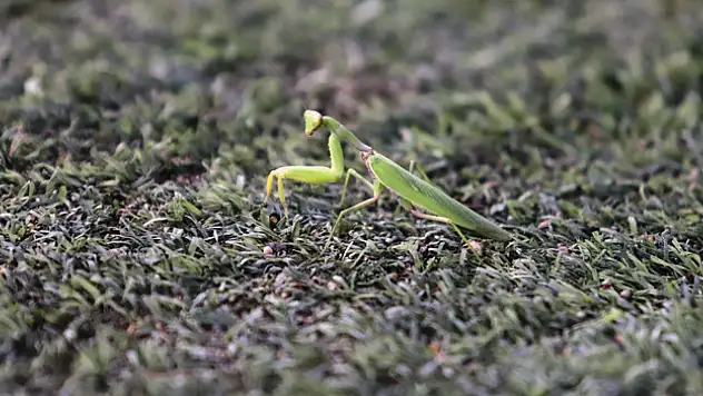 Samsunspor - Fenerbahçe maçında statta farenin yanı sıra 'peygamber devesi' de görüldü