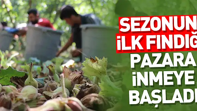 Terme'de üretici topladığı fındığı pazara indirmeye başladı