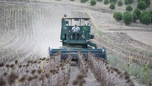 Ayçiçeğinde hasat devam ediyor
