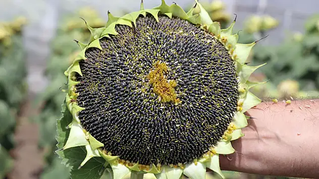 Edirne'de kuraklık ve hastalıklara dayanıklı 3 yeni ayçiçeği çeşidi geliştirildi