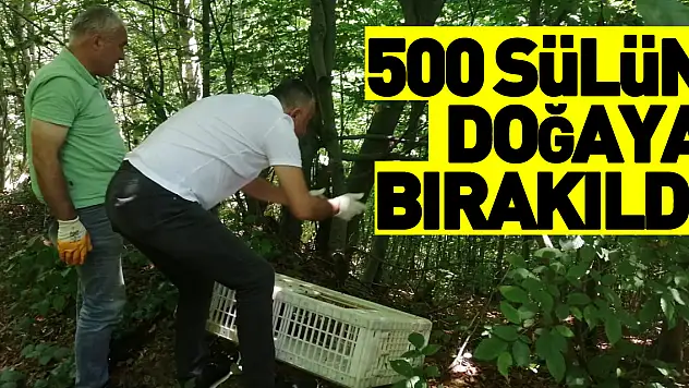 Salıpazarı'nda 500 sülün doğaya bırakıldı