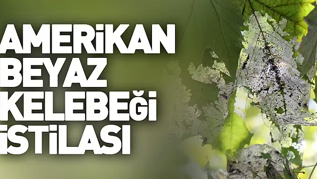 Amerikan beyaz kelebeği istilası