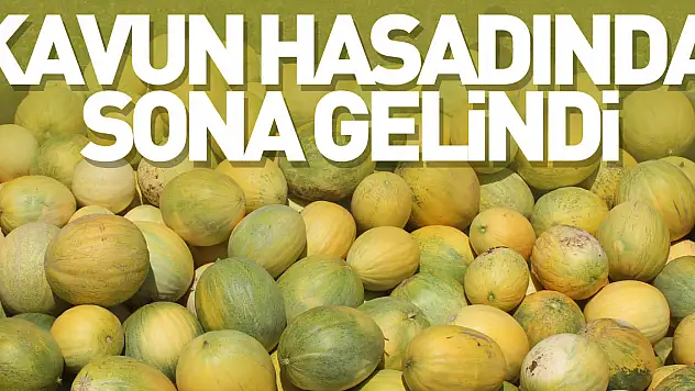 Bafra Ovası'nda kavun hasadında sona gelindi