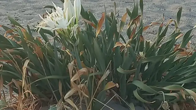 Kum zambakları Samsun sahillerinin süsü oldu