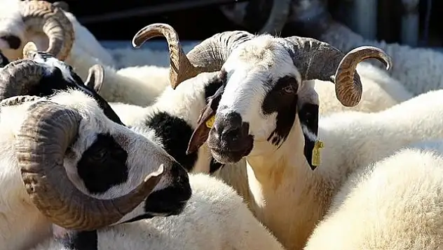 Üreticiler, tarımsal desteklerin erken ödenmesi kararını olumlu karşıladı