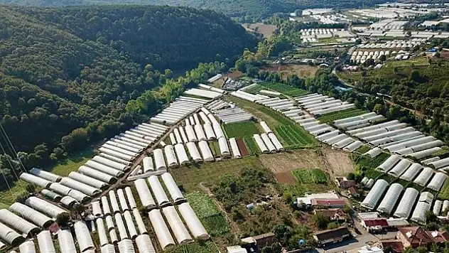 İstanbul'a sebze gönderilen Gebze'deki seralar yaklaşık 2 bin kişiye ekmek kapısı oluyor