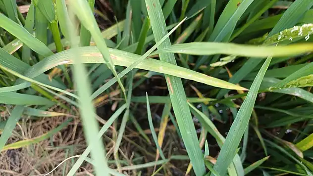 Çeltik üretiminde ikinci sırada olan Samsun'da üreticilere uyarı