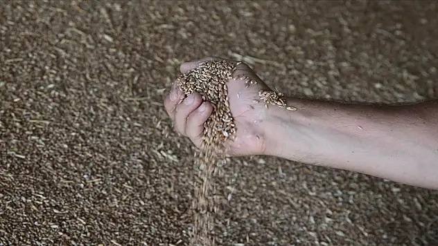 Türkiye'nin buğday üretimi 21,5 milyon tona ulaştı