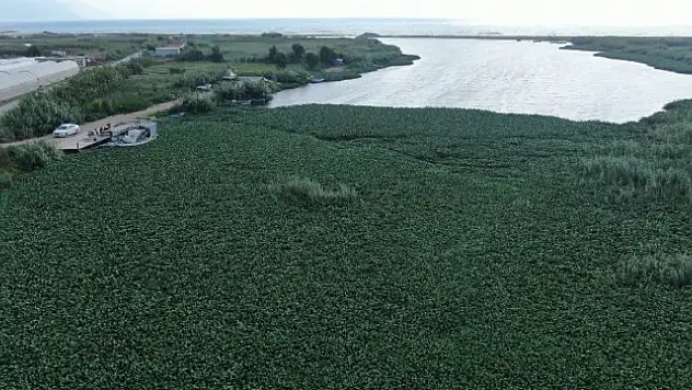 Boyutları 1 metreyi bulan su sümbülleri Asi Nehri'ni adeta esir aldı
