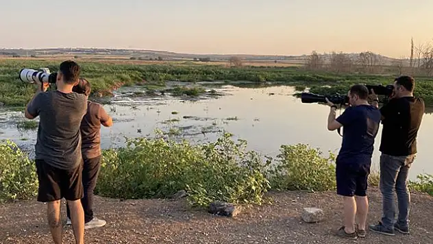 Gaziantep'teki sulak alanlar kuş fotoğrafçılarının uğrak yeri oldu