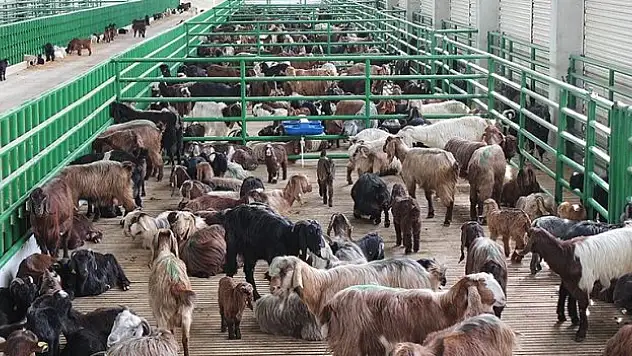 IPARD destekleriyle kırsalda 12 yılda 98 milyar liralık yatırım hayata geçirildi