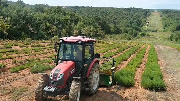 Sakarya Botanik Vadisi'nde üretilen biberiyede yüksek rekolte bekleniyor