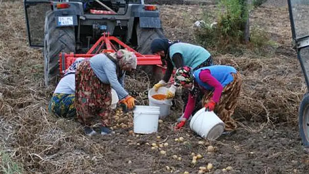 Kışlık patates yüz güldürüyor