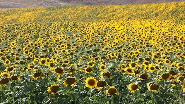 İzdihama neden oluyordu, Sivas'ta binlerce dekar alanda ekimi yapıldı