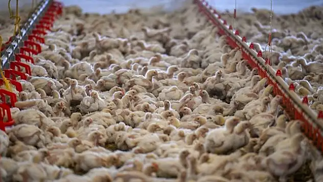 Tavuk eti üretimi temmuzda yıllık bazda yüzde 3,3 arttı