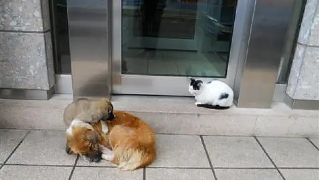 Anne sevgisi İşte bu!..