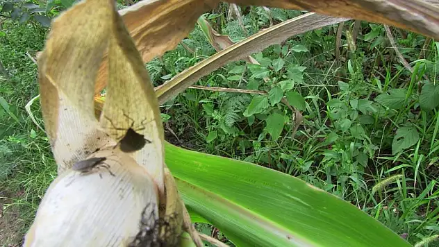 Artvin'de kahverengi kokarca böeceği istilası