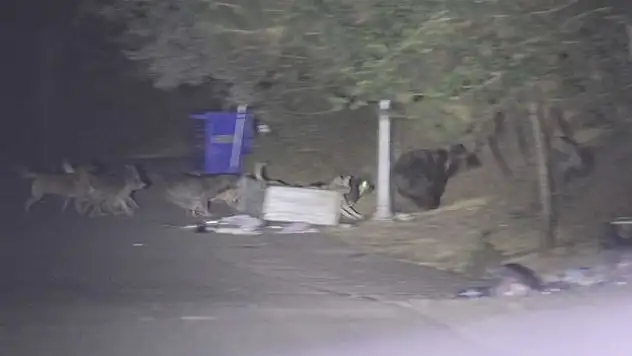 Başıboş köpeklerin ayıya saldırdığı anlar kamerada