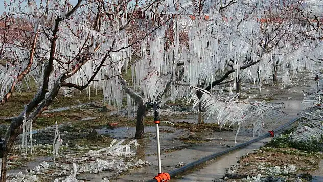 Buzla korunan ağaçlar meyve verdi