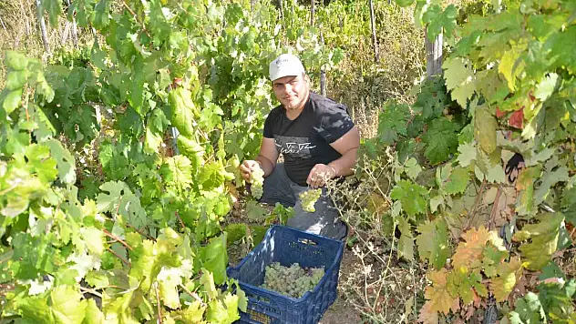 Antalya'da üzüm sepetleri boş kaldı