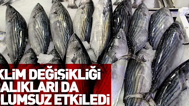 İklim değişikliği balıkları da olumsuz etkiledi