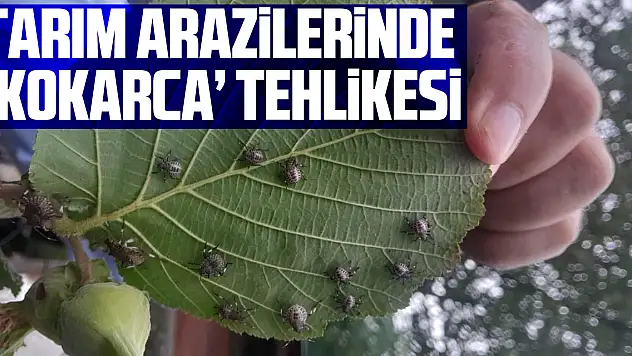 Tarım arazilerinde 'Kokarca' tehlikesi