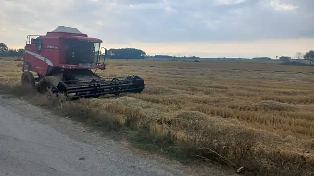 Alaçam'da çeltik hasadı başladı