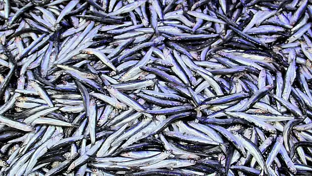 Hamsi ihracatından 8 ayda 8,3 milyon dolar gelir elde edildi