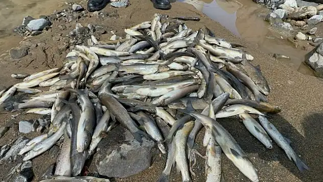 Engiz Çayı'ndaki balık ölümlerinin nedeni 'beton'