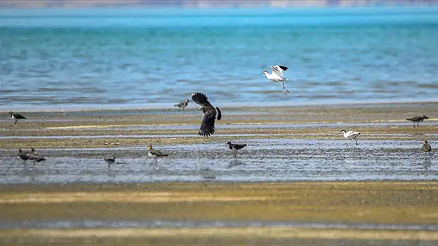 Erçek Gölü göç yolundaki kuşları ağırlıyor