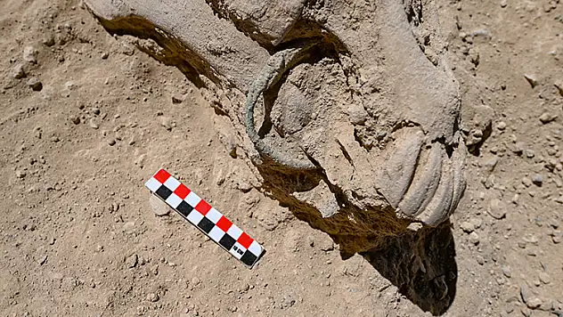 Çavuştepe Kalesi'nde çenesinde bronz gem olan at iskeleti bulundu