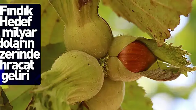 Fındıkta 2 milyar doların üzerinde ihracat geliri hedefleniyor