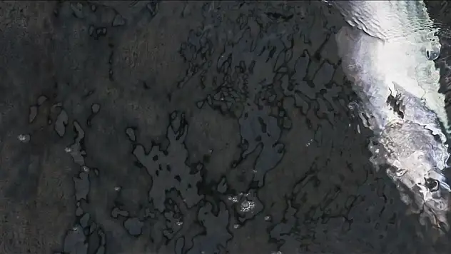 Sıcaklıkla birleşen faktörler Marmara Denizi'nde tombik balığı sayısını artırıyor