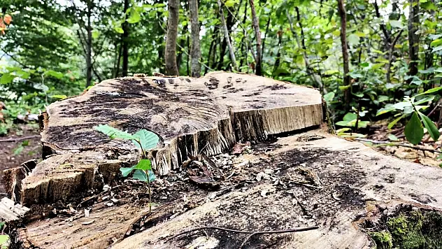 Kesilen 100 yıllık ağacın kütüğünden fidan yeşerdi, görenler şaştı