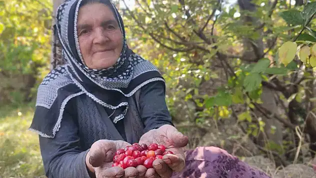 Şifa deposu kızılcıkta hasat vakti