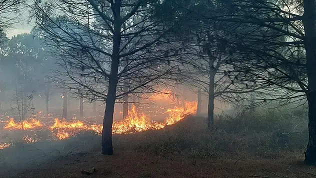 Çanakkale'de çıkan orman yangınında 2,8 hektar alan zarar gördü