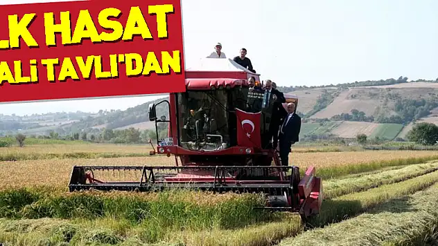 Bafra Ovası'nda çeltik hasadı: İlk hasat Vali Tavlı'dan