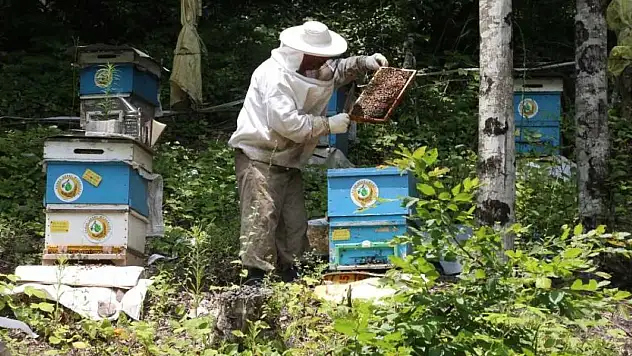 Bal ormanlarının sayısı 752'ye ulaştı