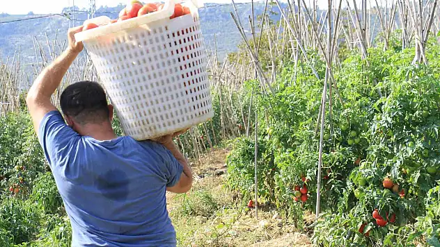 Domateste güz hasadı başladı