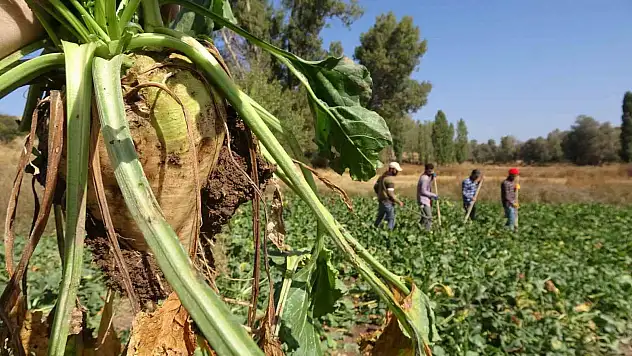 Yozgat'ta şeker pancarı hasadı başladı