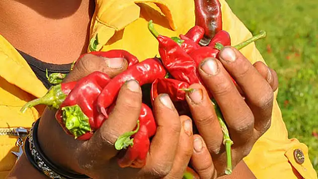 Eldeki biber acısı nasıl geçer? Biber yanığına ne iyi gelir? İşte denenmiş en etkili 25 yöntem...