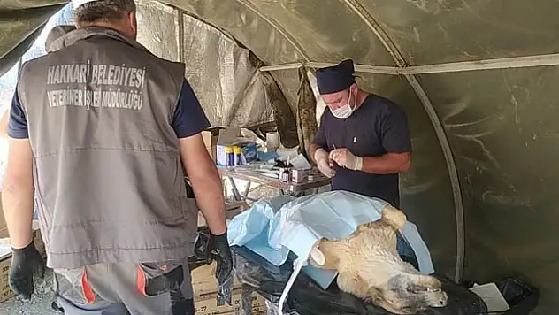 Can dostlar sahra hastanesinde şifa buldu