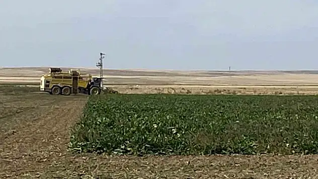 Kulu'da pancar hasadı başladı