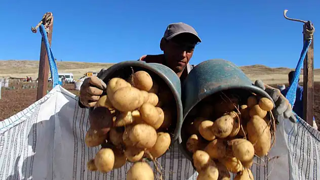 Sivas patates üretiminde rekora koşuyor