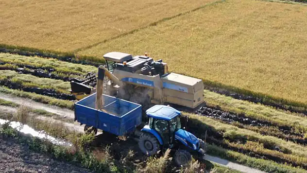 'Beyaz altın' çeltikte hasat gecikmeli olarak başladı